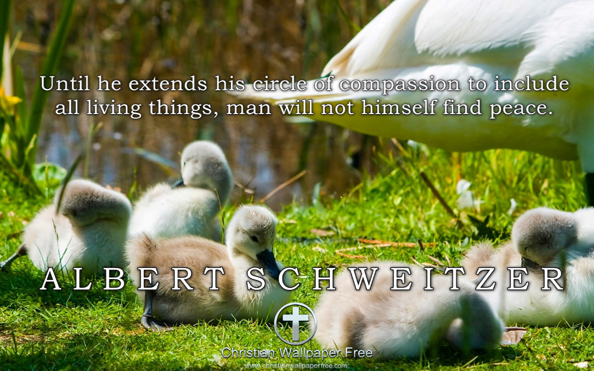 Circle Of Compassion Quote Albert Schweitzer Edited
